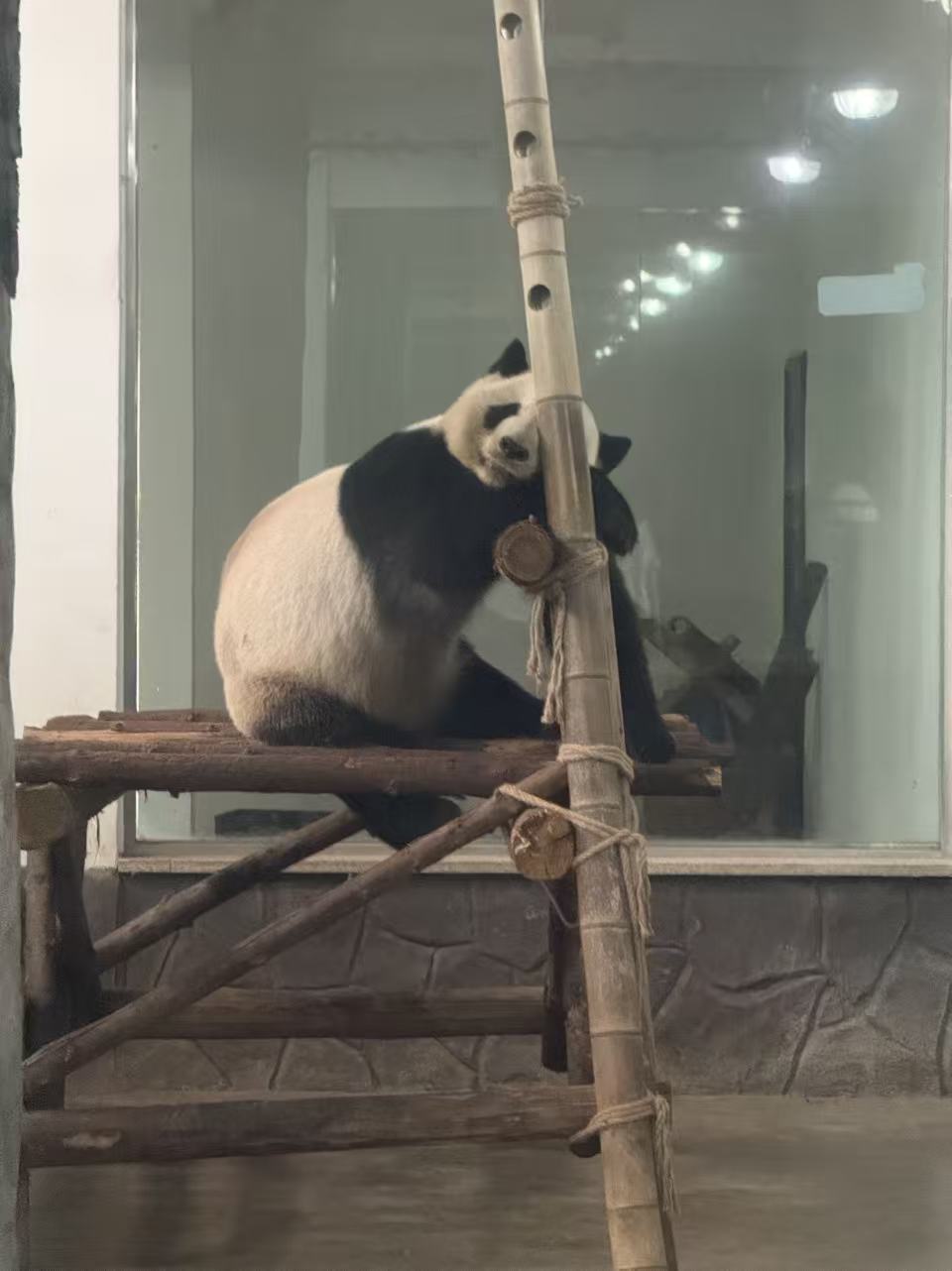 熊猫