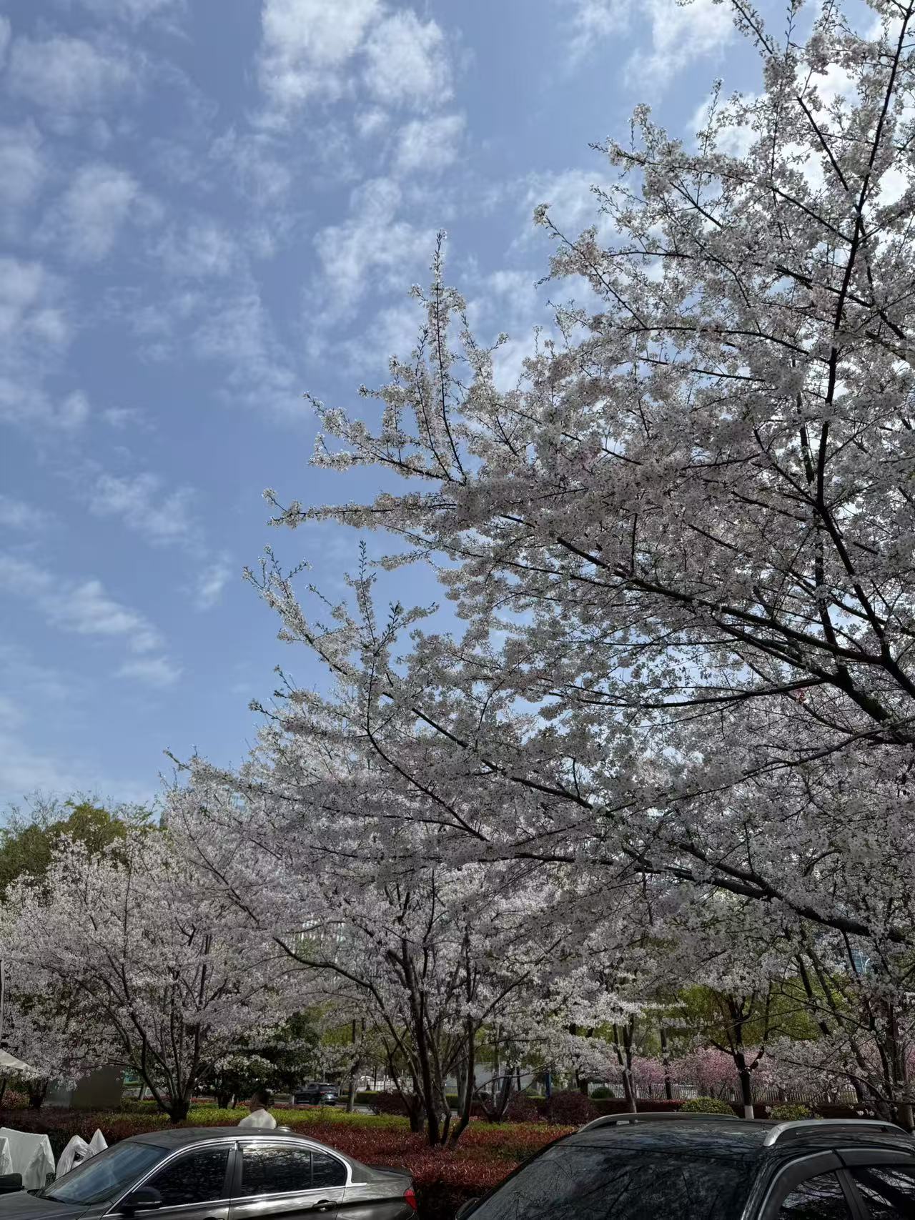 spring1